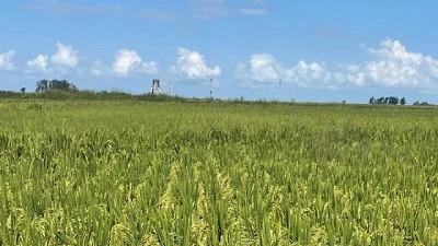 Se expanden las cosechas de arroz en todo el país
