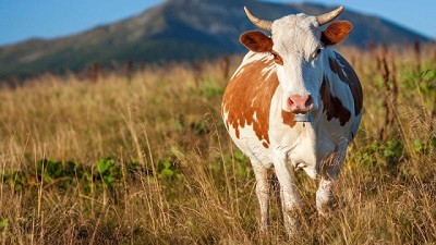 Inversiones con propósito: Trasa y Belat financian un proyecto de Ganadería regenerativa