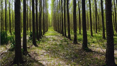Mejoramiento genético de sauces: un hito en la producción forestal del Delta del Paraná
