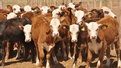 Engorde a corral: Cada vez más novillos se estarían terminando en los corrales