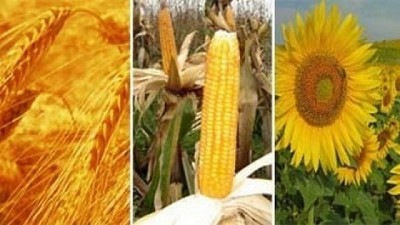 Granos: Breves de mercado por la mañana