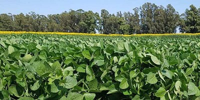 La Pampa: Las lluvias mejoran los cultivos y el maíz se encamina a una producción récord