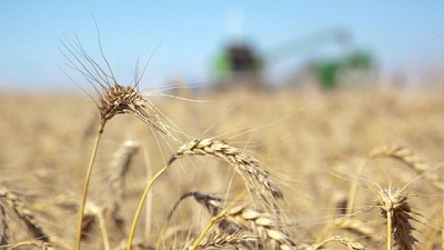 DONMARIO marca el pulso del trigo: más de 1400 conectados analizaron el futuro del cereal