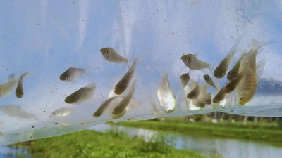 Usan peces para eliminar mosquitos y prevenir el dengue