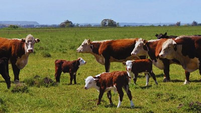 Calostro bovino: un aliado en la prevención de enfermedades neonatales