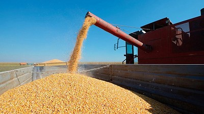 El maíz sorprende con su buen estado y arrastra los precios a la baja