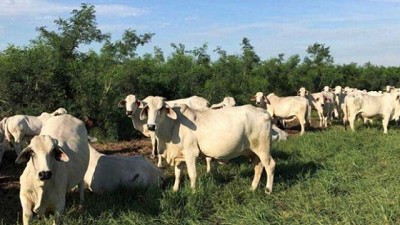 Singapur como puerta de entrada a otros mercados del Sudeste Asiático para la carne paraguaya