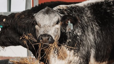 El Speckle Park debuta en Palermo: la nueva raza bovina que pisa fuerte en Argentina