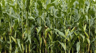 Buen clima en EE.UU., más cosecha y menos precios: los granos miran al USDA