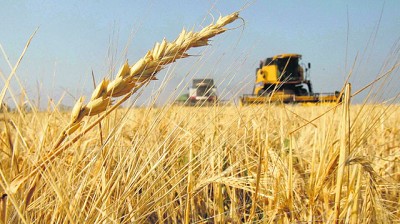 El Trigo sube y el mundo mira al WASDE: se recalienta el tablero global de granos