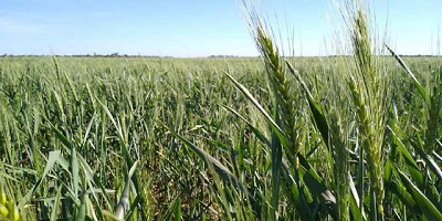 Más maíz y trigo en 2025/26: la humedad en la región pampeana da un respiro al agro