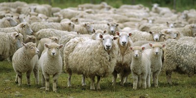 El mercado mundial de la Lana con foco en la Patagonia