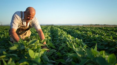 Sembrando decisiones, por Monica Ortolani