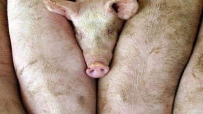 Cerdos: del piso en 2024, al podio en 2025