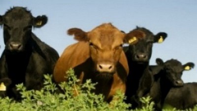 Carne argentina: ¿podrá sostener la buena racha exportadora frente al avance de Brasil y la caída en China?