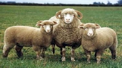 Asesoramiento técnico sobre sarna ovina a productores de la provincia de Chubut