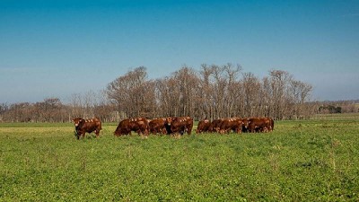 Mayor eficiencia, la clave para la rentabilidad ganadera en el nuevo escenario económico