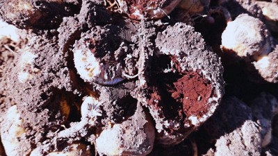 Maní: utilizan biotecnología para acelerar la resistencia a enfermedades