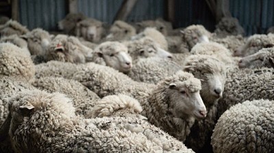 La zafra ovina 2024/2025 se incrementó 31,9% en volumen y 23,22% en valor con destino a exportación