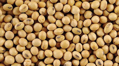 Soja en la Encrucijada: China Compra en Brasil y el Trigo Toca Fondo