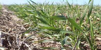 Suelos al límite: riesgos y oportunidades tras el agosto más lluvioso en 90 años