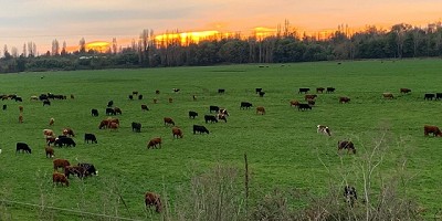 Ganadería en EE.UU.: récord de consumo, caída de stocks y boom importador