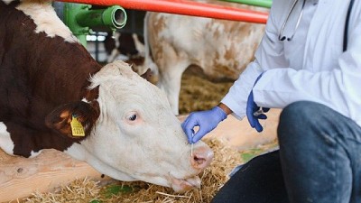 Las neumonías bovinas tienen su impacto en el largo plazo