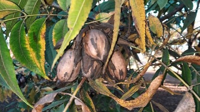 Cuando el agua obligó a reinventarse: así nació el oasis de Pecanes en tierras fértiles
