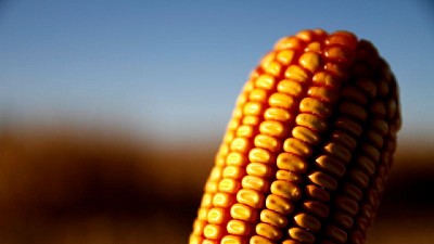 El Gobierno Nacional alcanzó un nuevo récord en la aprobación de eventos vegetales genéticamente modificados