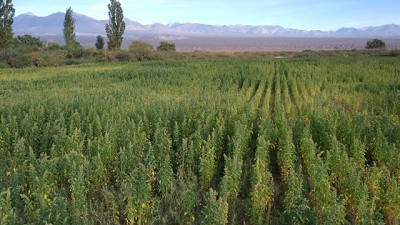 El INTA presentó una nueva variedad de quinua