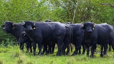 Carne de búfalo: con un perfil nutricional sobresaliente, suma valor a la oferta