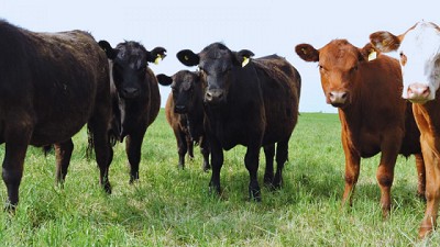 INTA revela pautas de manejo de Alfalfa que potencian la producción Ganadera