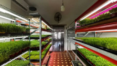 Fractal produce microgreens, brotes e insumos gourmet para restaurantes, cafeterías y para autoconsumo