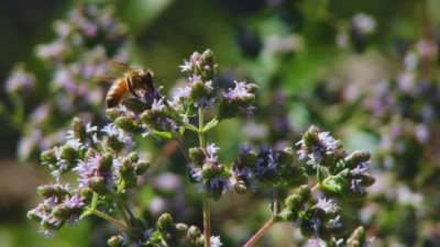 El orégano mendocino obtiene sello de calidad de origen
