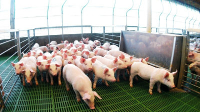 Más Cerdo que nunca: faena y consumo per cápita tocan máximos históricos