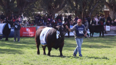 Bolívar se prepara para recibir la Tercera Expo Angus Federal