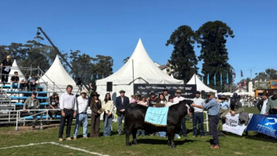 Expo Prado: Un ternero mayor de Cabaña Jacarandá ganó el “match point” en pista Brangus
