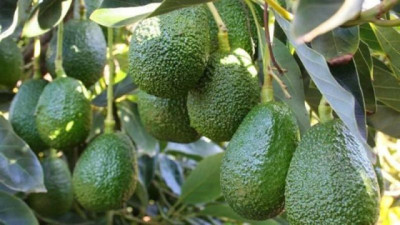 Palta argentina: un cultivo en crecimiento, con desafíos estructurales y de mercado