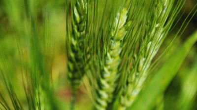 El zinc, nuevo limitante para el Trigo y la Cebada: pérdidas de hasta 840 kg/ha