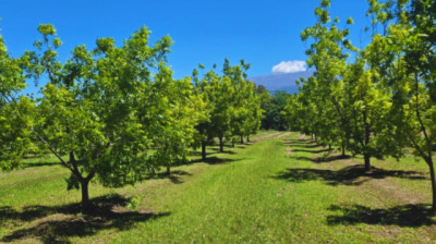 Pecán: una alternativa productiva para Catamarca