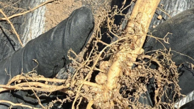 La coinoculación en soja ofrece hasta 10% más de rinde