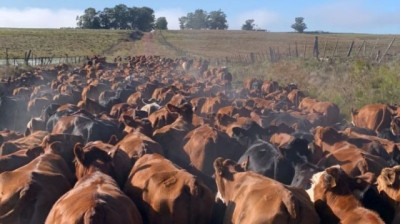 Declaración Jurada 2025 confirma más de 11,4 millones de bovinos