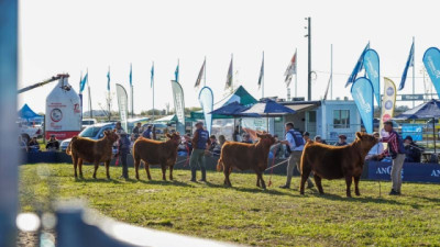Todo listo para la Semana Angus de Primavera en Cañuelas: más de 350 reproductores y 70 expositores