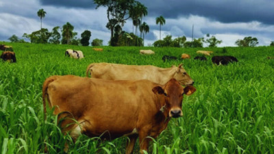 Lechería: recomendaciones para el uso de pasturas adaptadas