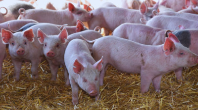 Avanzan en el desarrollo de vacunas orales para prevenir la diarrea en lechones