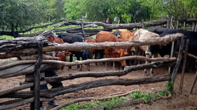 Formosa: Medidas sanitarias al confirmarse un caso de rabia paresiante en Villafañe