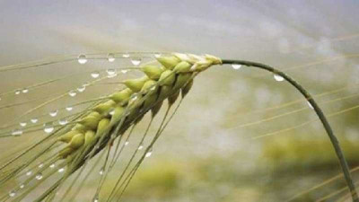 Excesos de agua, frío y nuevas lluvias: ¿qué le espera al campo esta semana? - CCA/Agrositio