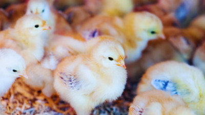 Estudian el uso de microorganismos naturales para potenciar la producción avícola