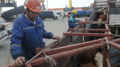 Se habilitó el mercado de Argelia para la exportación de ganado en pie; en principio serán terneros enteros de 250 a 300 kilogramos