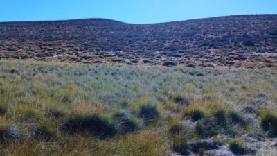 El coirón blanco, una forrajera nativa con semilla certificada